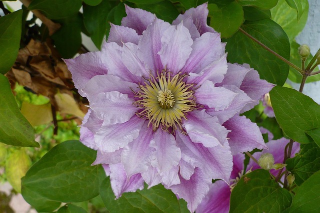 Free Flower Close Up photo and picture