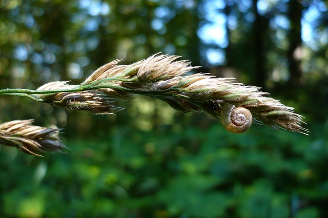 Free Snail Macro photo and picture