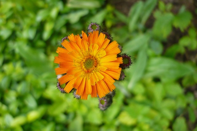 Free Flower Nature photo and picture