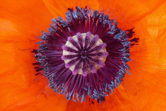 Free Poppy Flower photo and picture