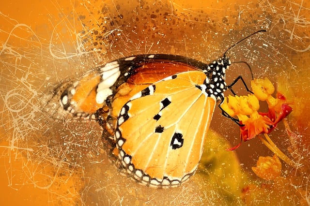 Free butterfly insect small illustration