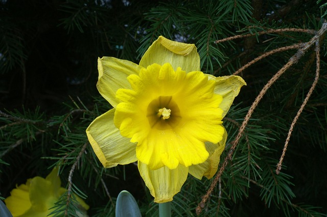 Free Flower Nature photo and picture
