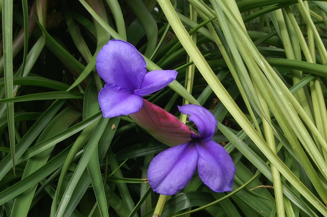 Free Flower Nature photo and picture