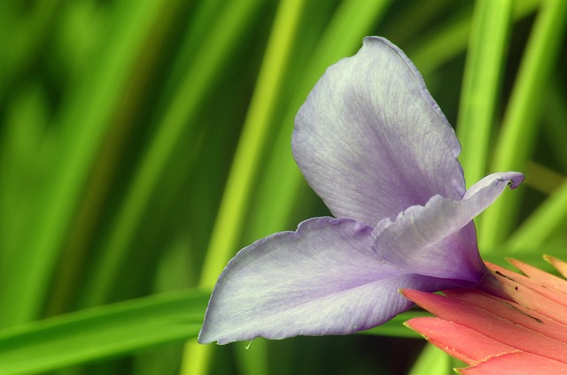 Free Flower Nature photo and picture