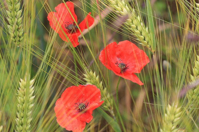 Free Poppies Wheat photo and picture