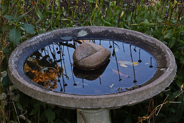 Free Bird Bath Water photo and picture
