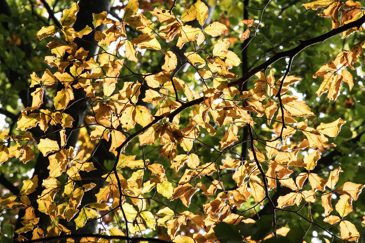 Autumn Leaves Color - Free photo on Pixabay - Pixabay
