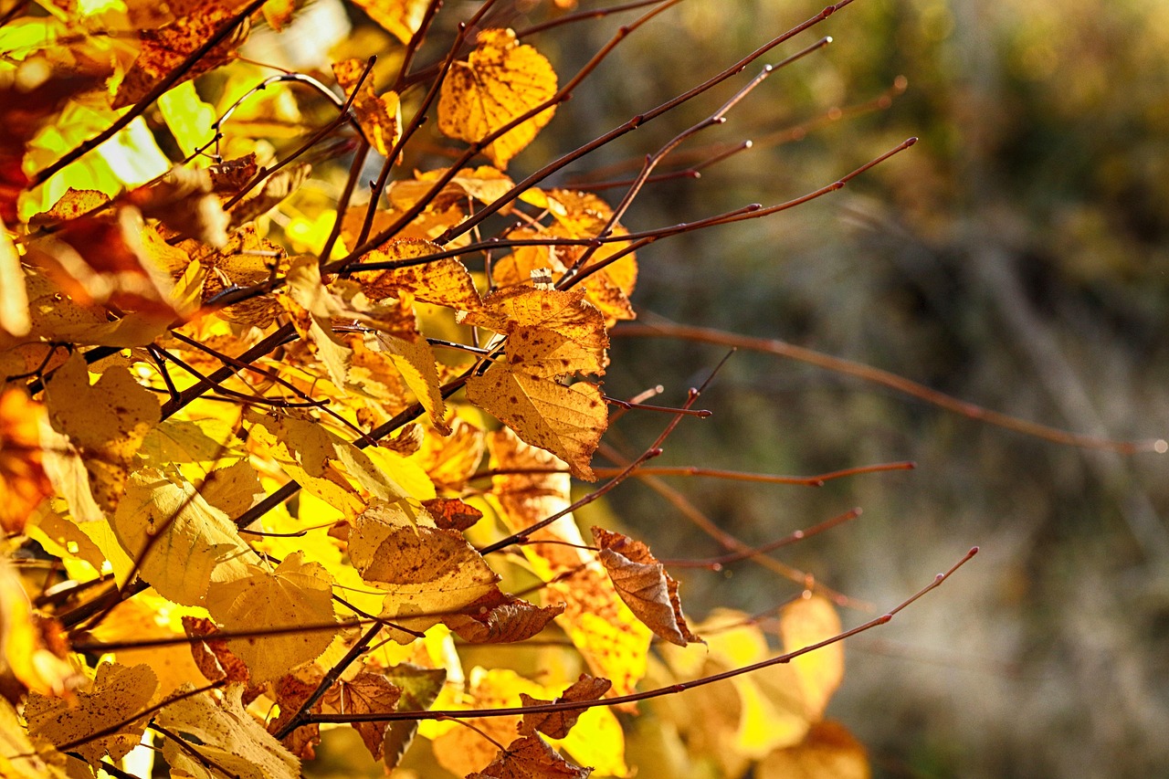 枝杈 树叶 自然 - Pixabay上的免费照片 - Pixabay