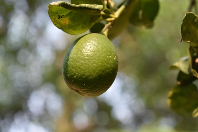 Free Lemon Fruit photo and picture