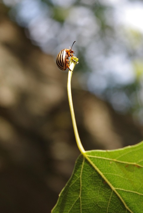 Patatachi Insect Potato Beetle Insect Leaf - Free photo on Pixabay