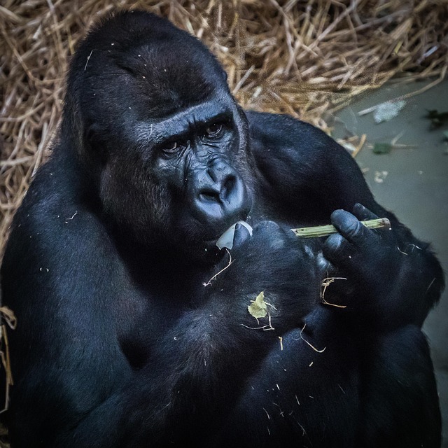 Gorila, Mono, Animal, Mamífero