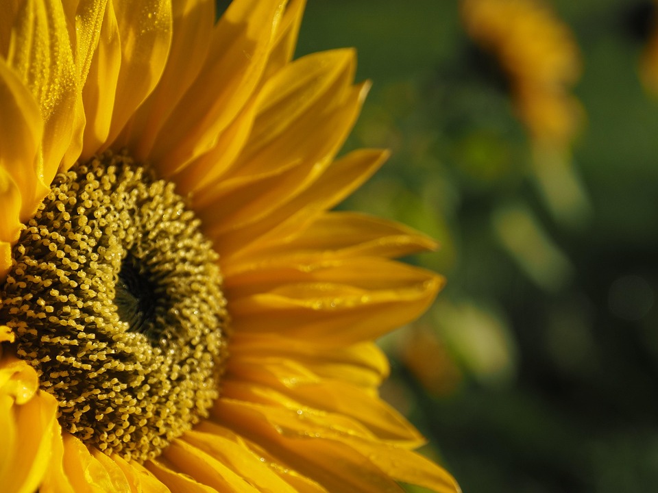 Sonnenblume Blume Natur - Kostenloses Foto auf Pixabay - Pixabay