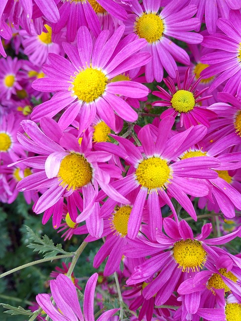 Free Flower Yellow photo and picture