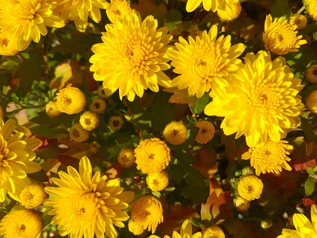 Free Given Flower photo and picture
