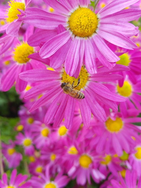 Free Flower Yellow photo and picture