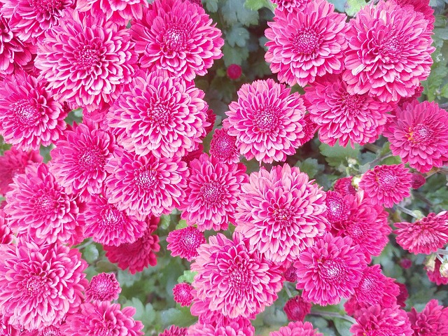 Free Flower Yellow photo and picture