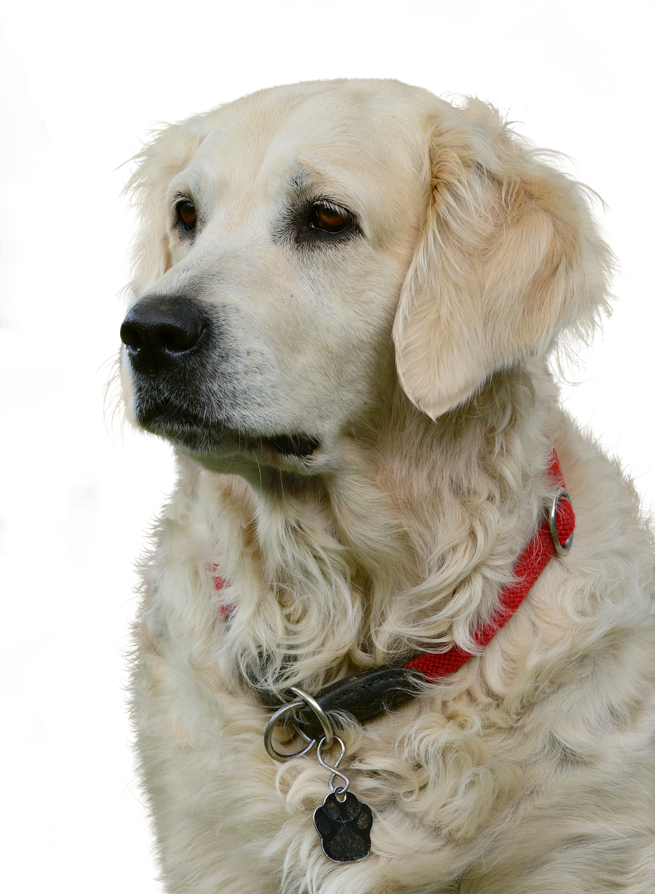 Golden Retriever Isolated Dog Free photo on Pixabay Pixabay
