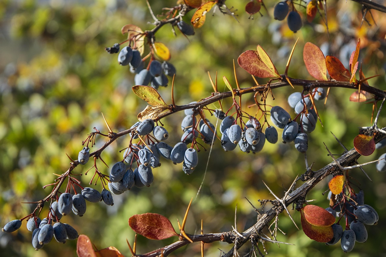 60,000+ Free Vine Branches & Vine Images Pixabay