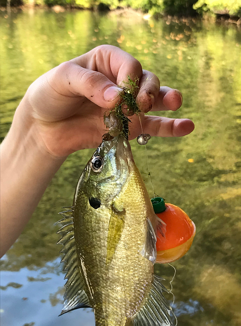 Free Fish Hand photo and picture