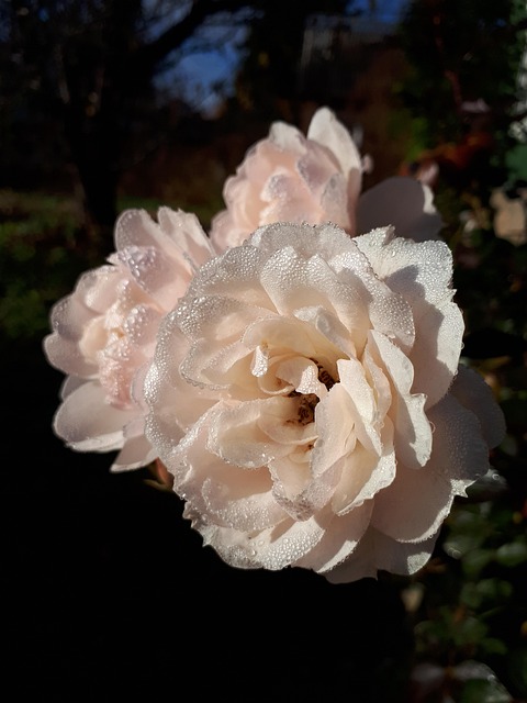 Free Rose White photo and picture
