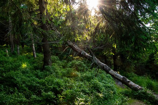 Free Forest Sun photo and picture