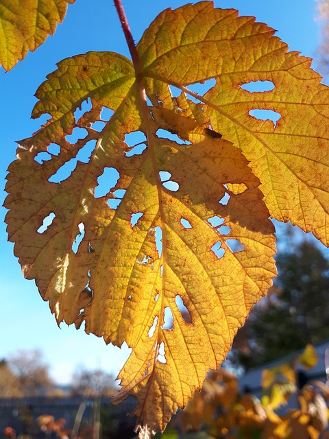 Free Sheet Autumn photo and picture