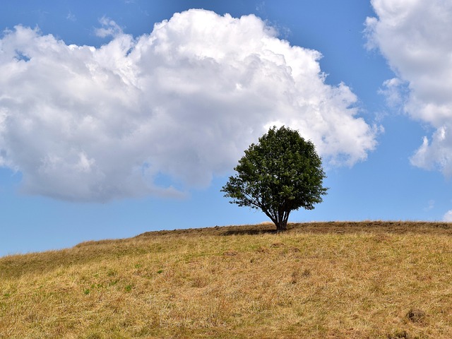 Free Tree Mountain photo and picture