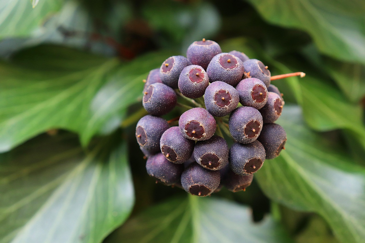 Efeu Frucht Efeufrucht - Kostenloses Foto auf Pixabay