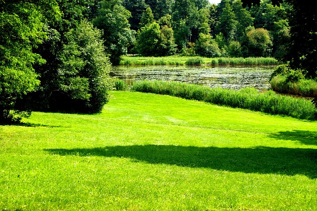 Free Nature Green photo and picture