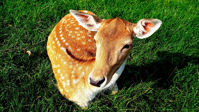 Free Roe Animal photo and picture