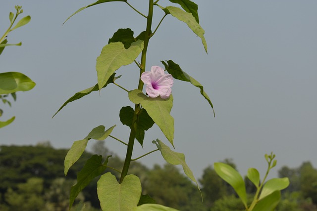 Free Flower Tree photo and picture