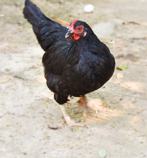 Free Hen Nature photo and picture