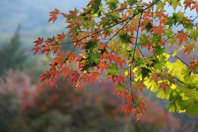 Blade, Blad, Fall, Natur, Den Skinnende