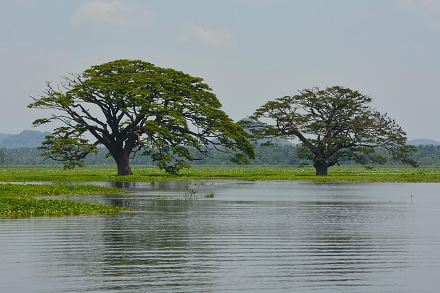 Free Sri Lanka Trees photo and picture