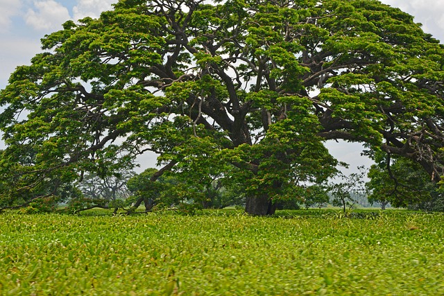 Free Nature Tree photo and picture