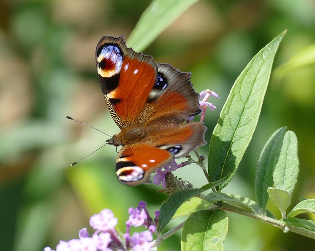 Pfauenauge, Schmetterling, Natur, Falter