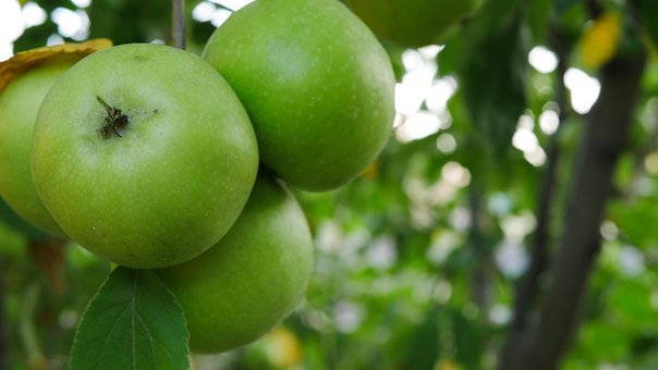 Free Apple Tree photo and picture