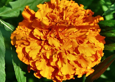 Blumen, Orange, Die Tagetes, Erecta
