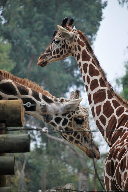 Free Giraffes Zoo photo and picture
