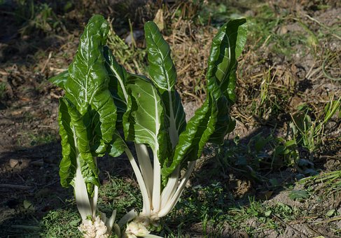 80以上の無料フダンソウ 野菜画像 Pixabay