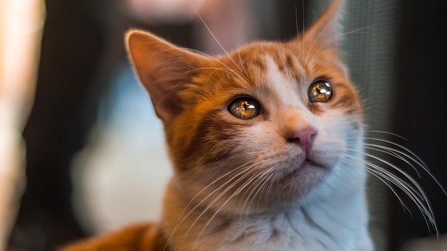 Free Cat Cute photo and picture