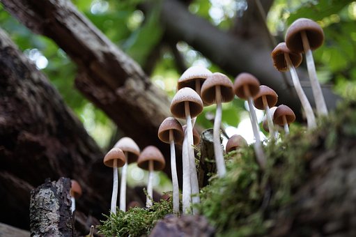 Free Mushroom Mushrooms photo and picture