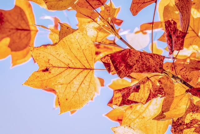 Free Autumn Leaves photo and picture