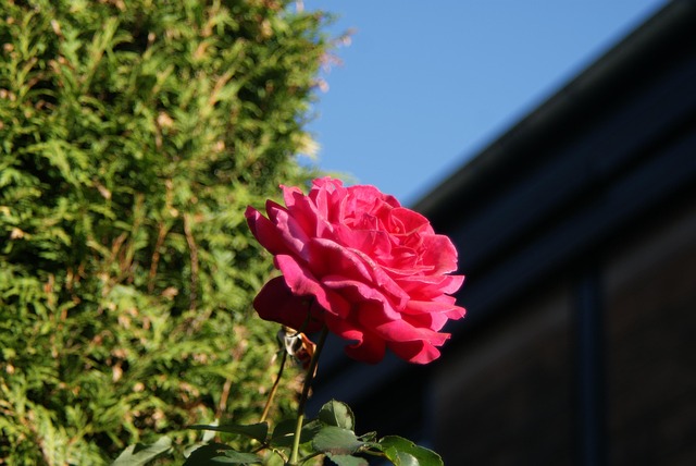 Free Rose Blossom photo and picture