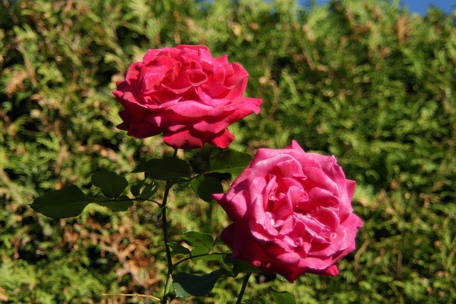 Free Roses Blossom photo and picture