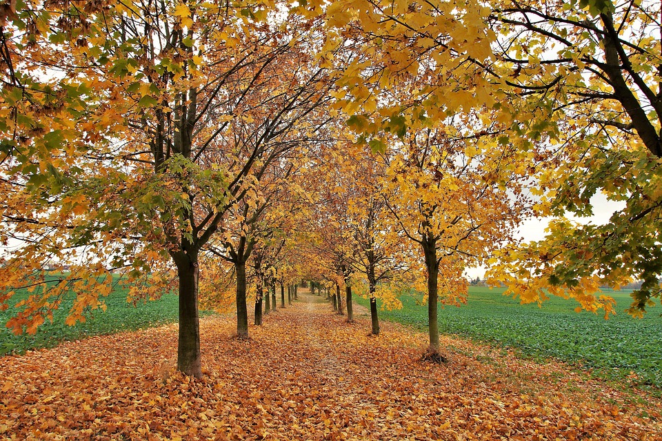 Otoño Árboles Sale De - Foto gratis en Pixabay - Pixabay