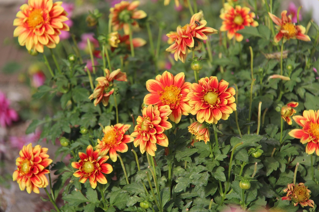 Produktbild von Poster Orange Gänseblümchen Und Gerbera Nach Maß