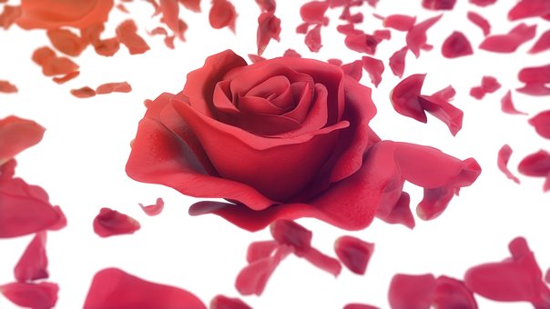 Free Rose Flowers photo and picture