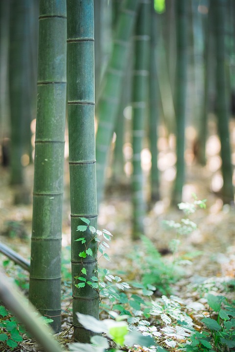 竹 景观 感情 - Pixabay上的免费照片 - Pixabay