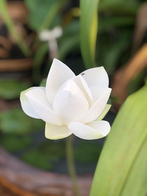 Lotus Blanche Pathum - Photo gratuite sur Pixabay - Pixabay